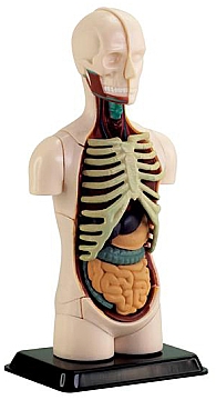 

Анатомическая модель туловища человека сборная - Edu Toys (20-925883)