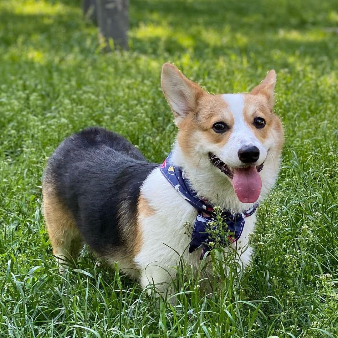 

Бандана для собак принт Кораблики CORGINUTI