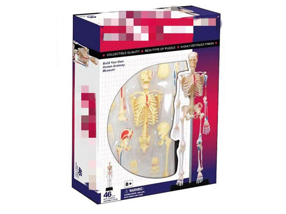 

Объемная анатомическая модель BauTech Скелет 4D Skeleton (1009-007-04)