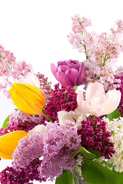 

Фотообои Динго Цветы Тюльпан Сирень Розовый №1792v