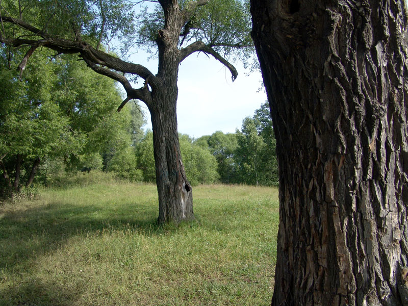 Дерево роща