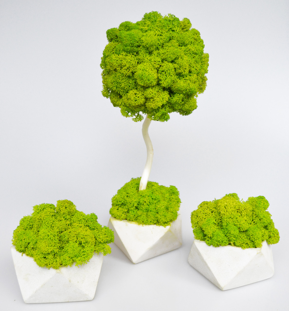 

Набор Artis Green дерево 30 см+2 кашпо с настоящим мхом Fresh Wasabi S108