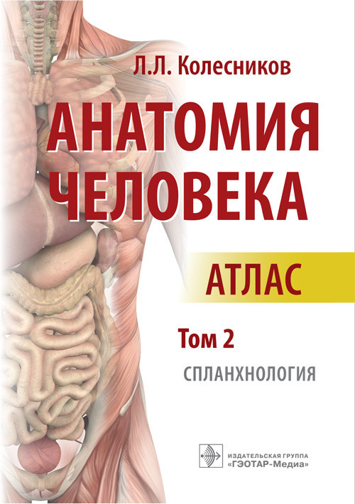 

Анатомия человека. Атлас. Том 2. Спланхнология (1686486)