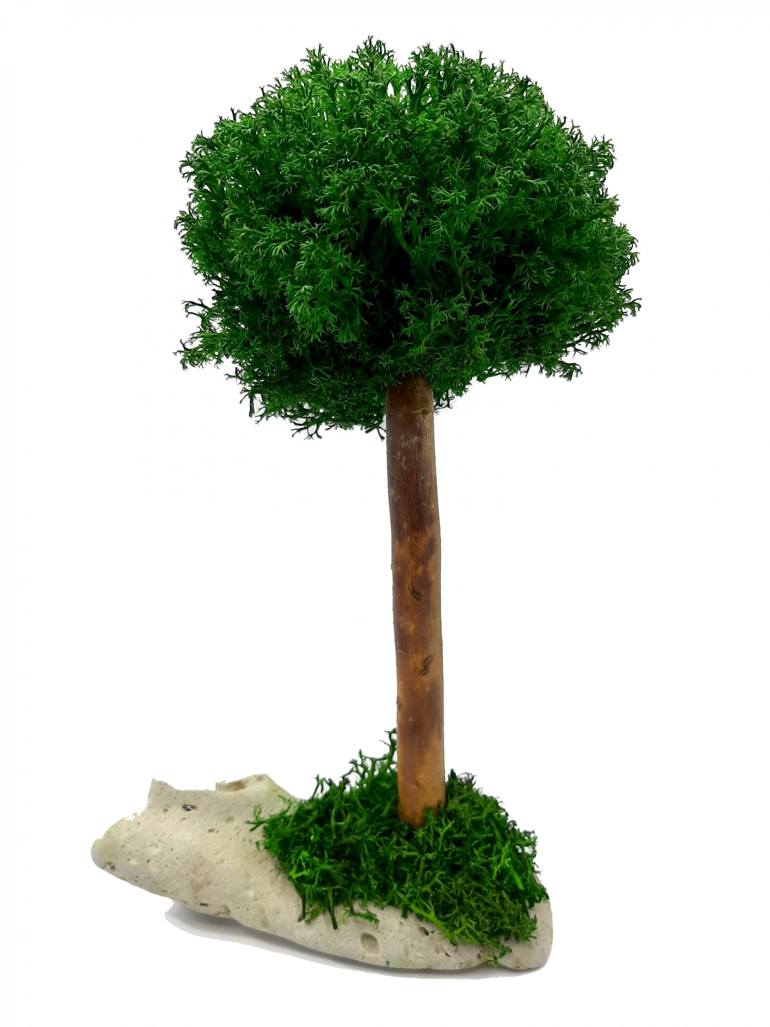

Стабилизированный мох дерево Reindeer Moss b/31/05/500/25 темно зеленый