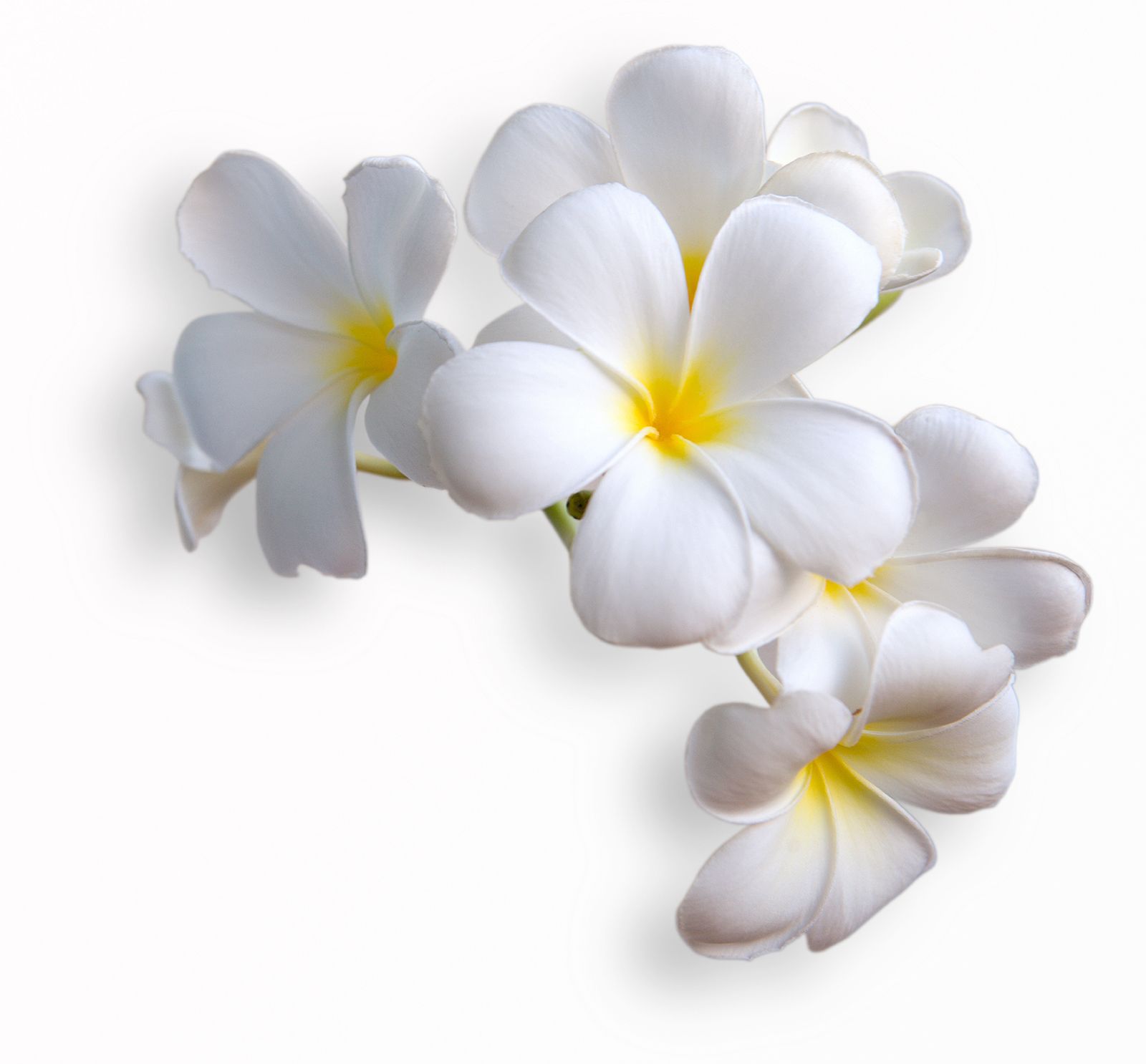 

Фотообои Walldeco Белые цветы №14388 Деко