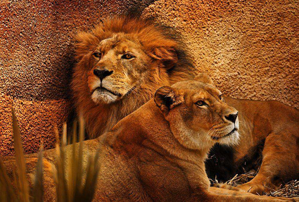 

Фотообои Walldeco Львица и лев №12466 Лоск