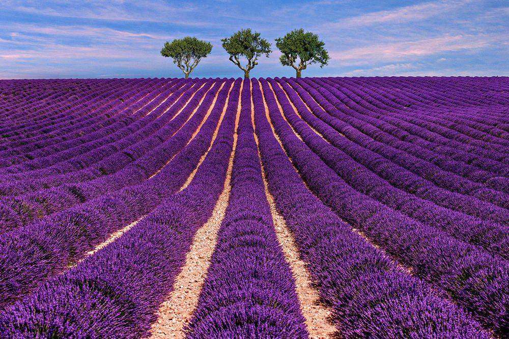 

Фотообои Walldeco Фиолетовое поле №27565 Деко