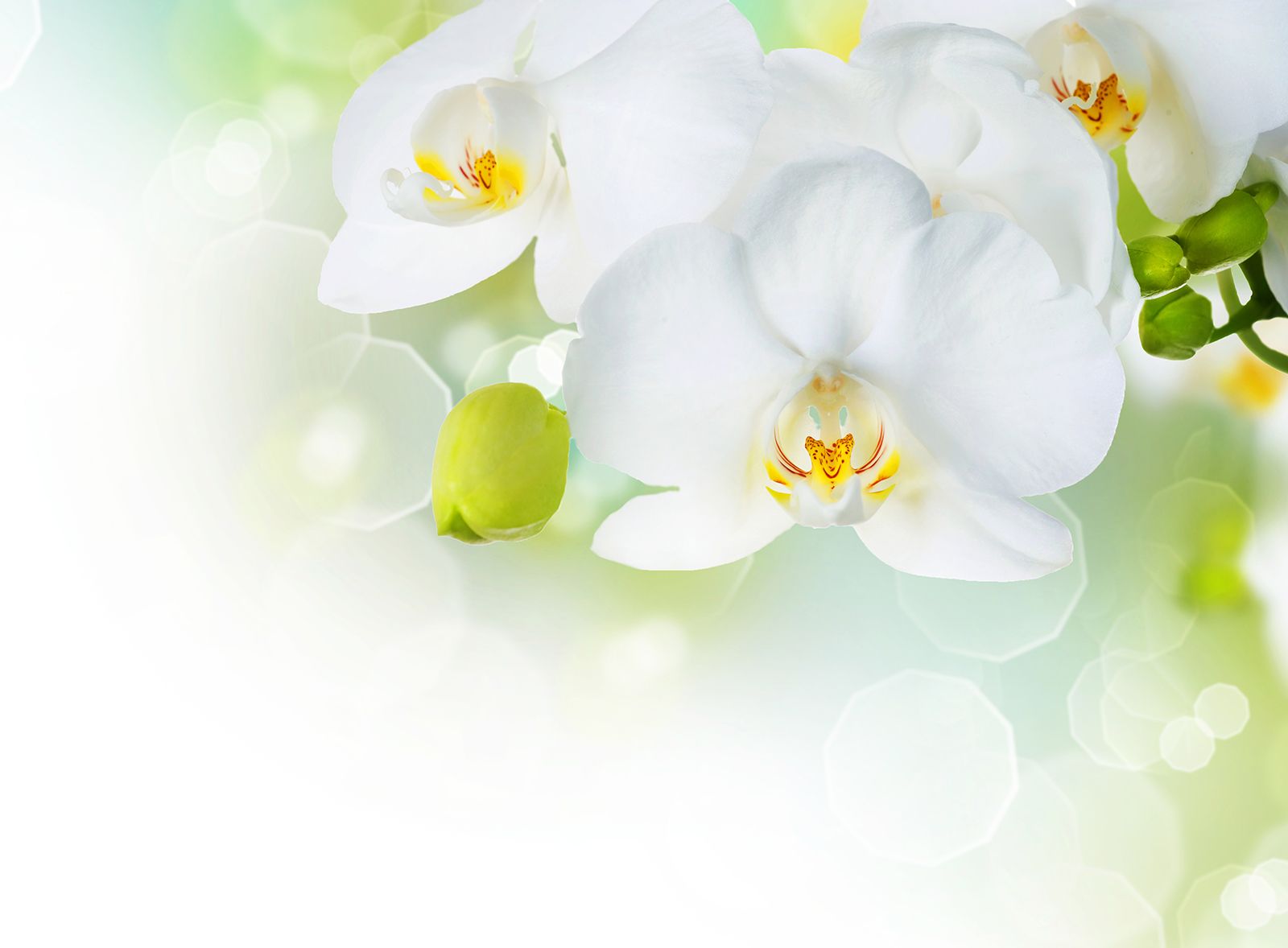 

Фотообои Walldeco Белые цветы орхидеи №1367 Деко