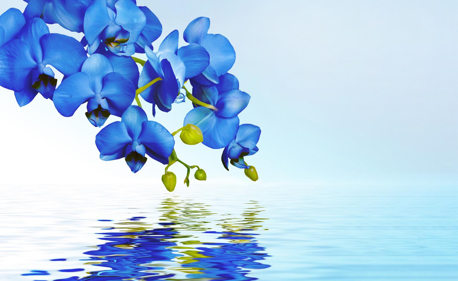 

Фотообои Walldeco Синие орхидеи №36378 Базальт