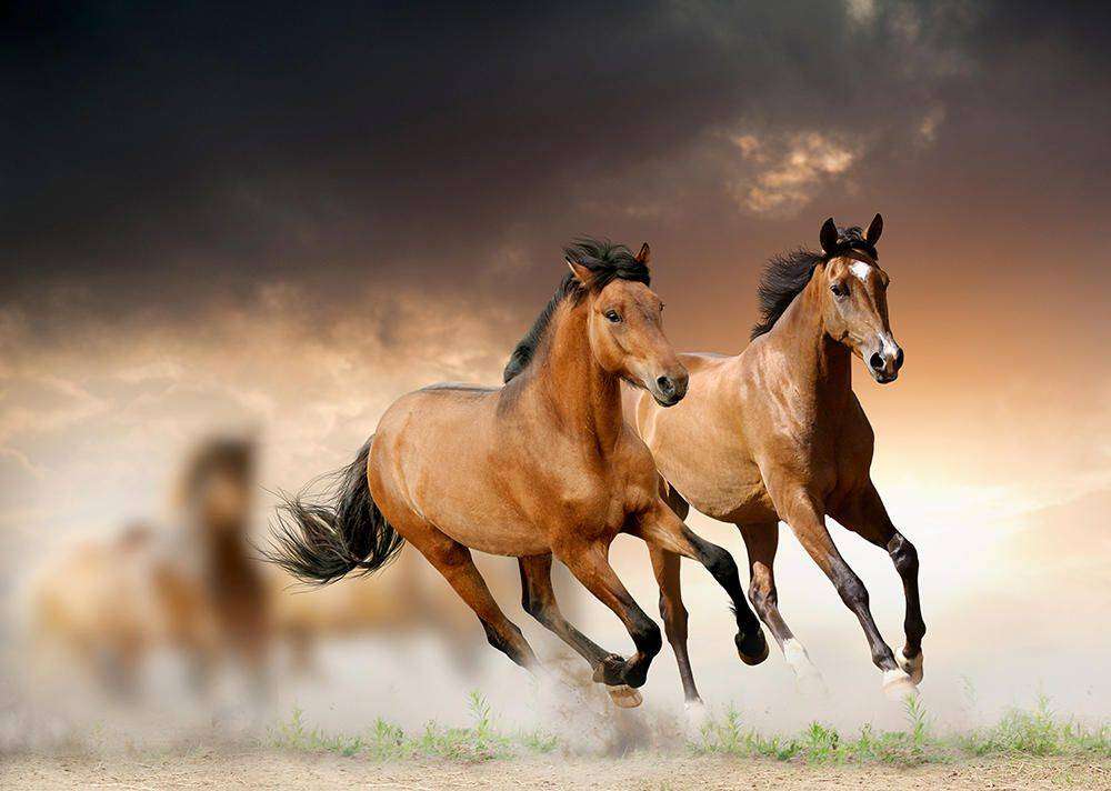 

Фотообои Walldeco Два коня №11247 Волокно