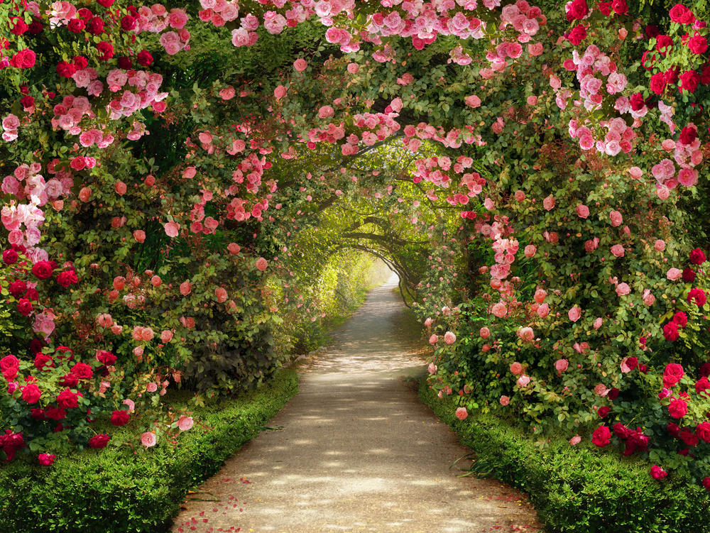 

Фотообои Walldeco Арка из роз №31382 Лоск