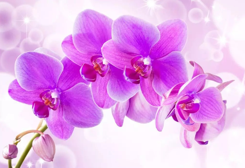 

Фотообои Walldeco Светло-фиолетовые орхидеи №dec-609 Деко