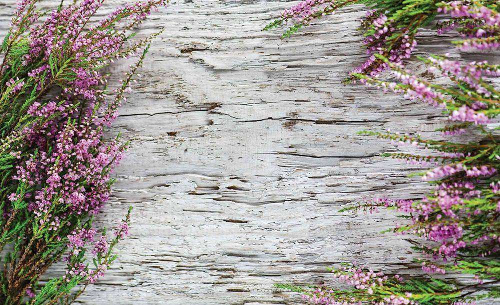 

Фотообои Walldeco Полевые цветы №des-25 Лоск