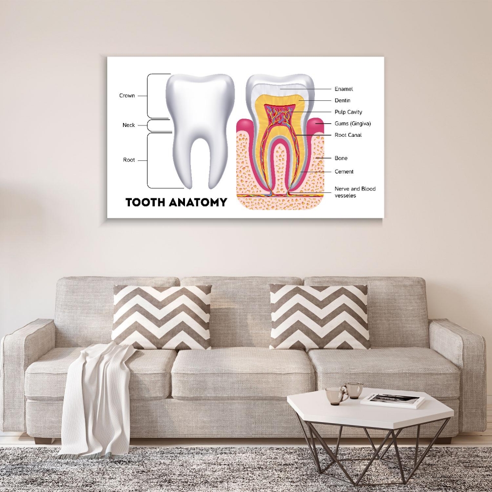 

Картина на холсте Стоматология Tooth Anatomy 40х80 см.