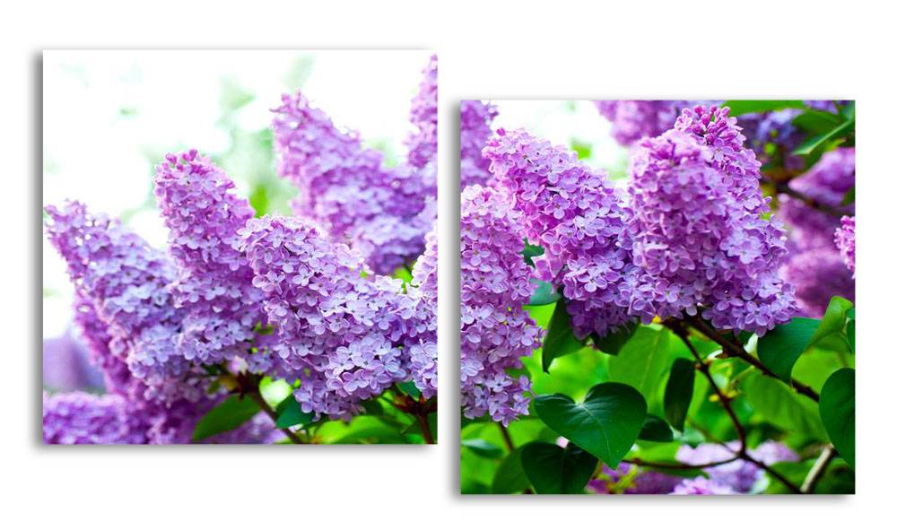 

Модульная картина LaPrint Сирень 130х70 см