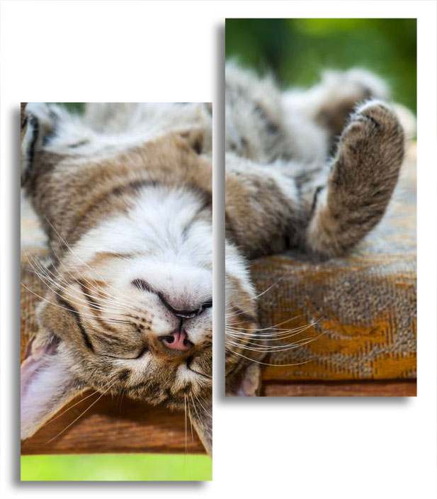 

Модульная картина LaPrint Котенок 130х150 см