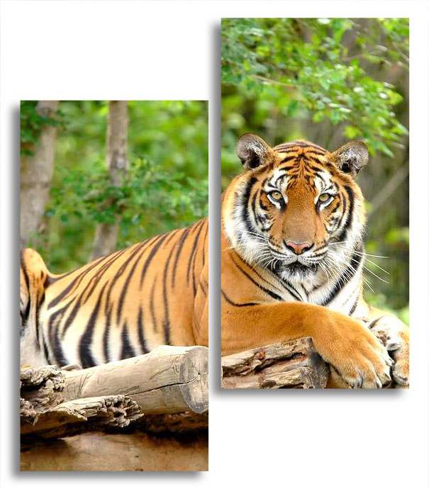 

Модульная картина LaPrint Тигр 130х150 см