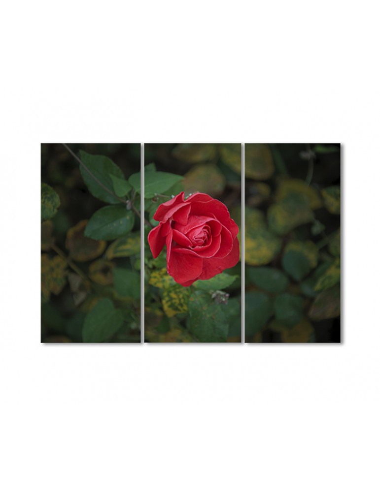 

Модульная картина Artel «Алая розочка» 3 модуля 60x90 см