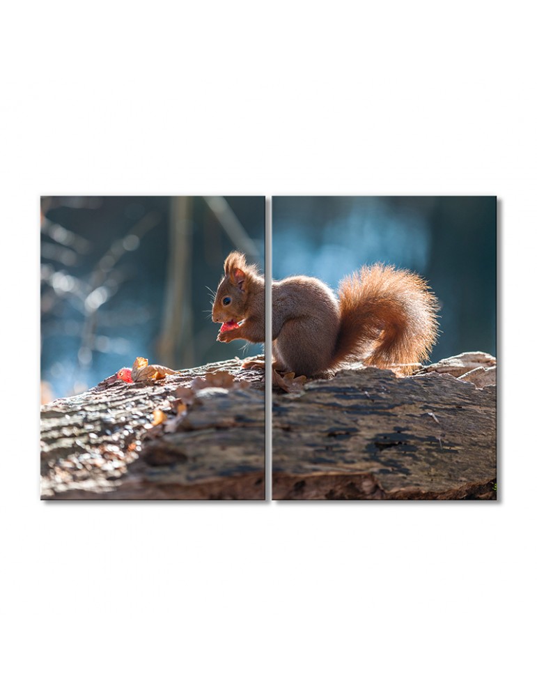 

Модульная картина Artel «Белка на солнце» 2 модуля 50x75 см