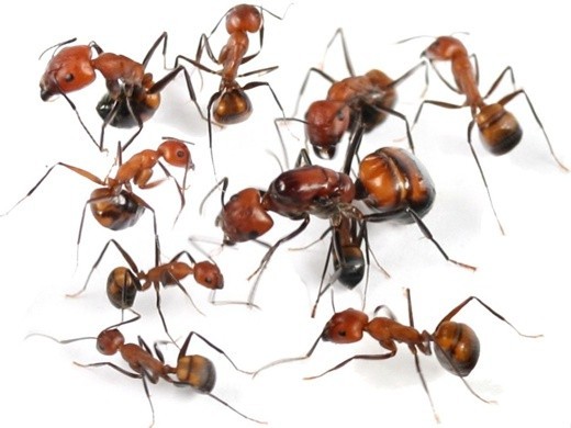 

Колония экзотических муравьев Camponotus Nicobarensis