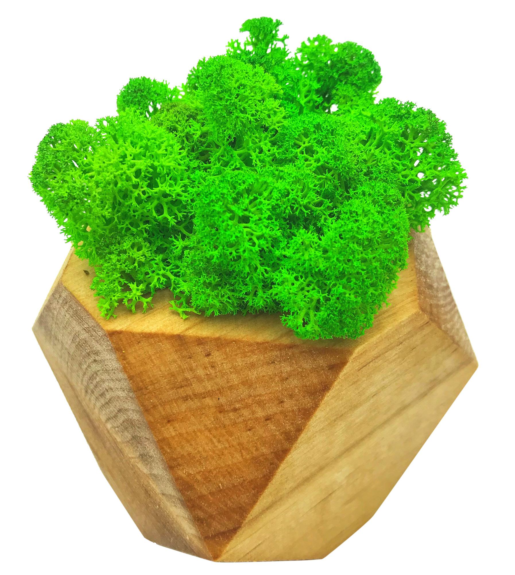 

Стабилизированный мох SO Green Соу Грин в деревянном кашпо 8×8 см (022)