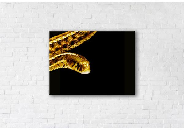 

Картина на холсте IBR Golden Snake 45x60 см
