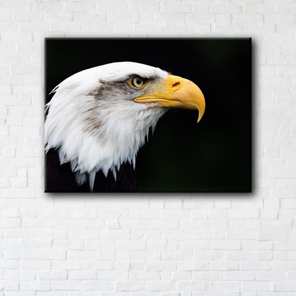

Картина на холсте IBR Eagle 45x60 см