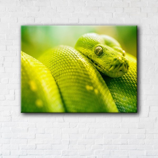 

Картина на холсте IBR Green Snake 50x65 см