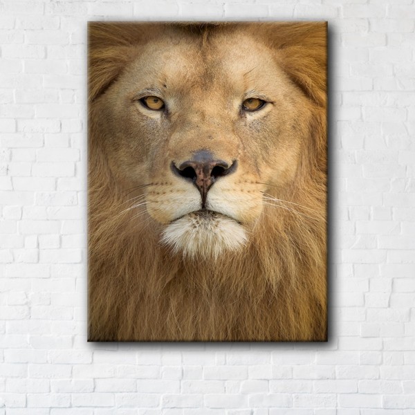 

Картина на холсте IBR Lion 50x100 см