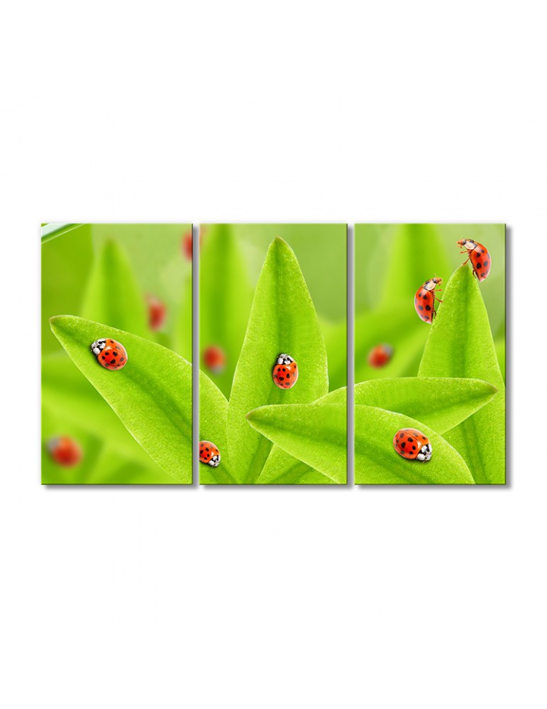 

Модульная картина Artel «Божьи Коровки» 3 модуля 60x90 см