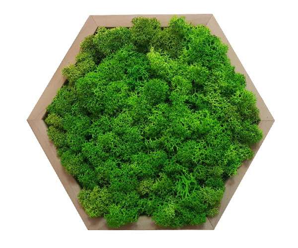 

Картина шестиугольная MossArt из стабилизированного мха 20 см Grass Green (1487)