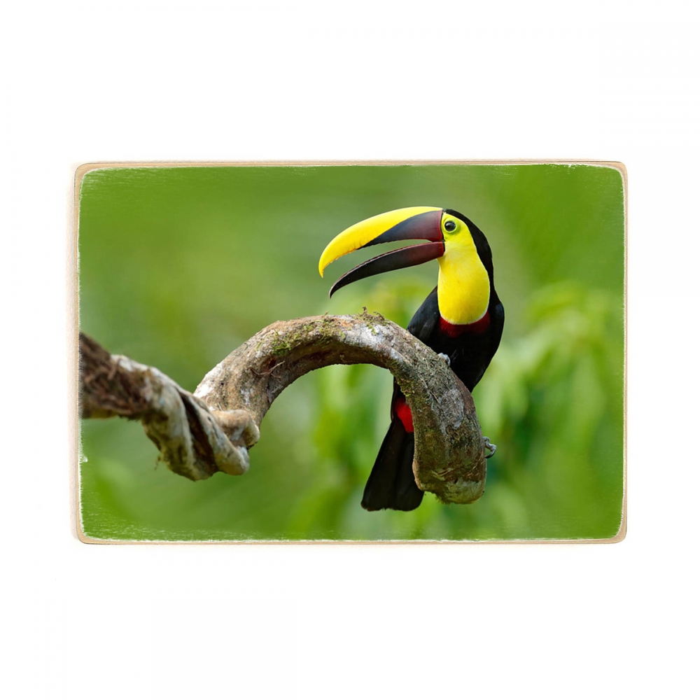 

Деревянный постер Животные Toucan Sits On A Branch А1