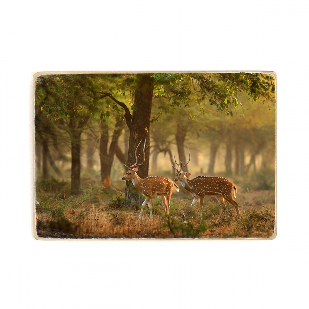 

Деревянный постер Животные Deer Couple In The Forest А1