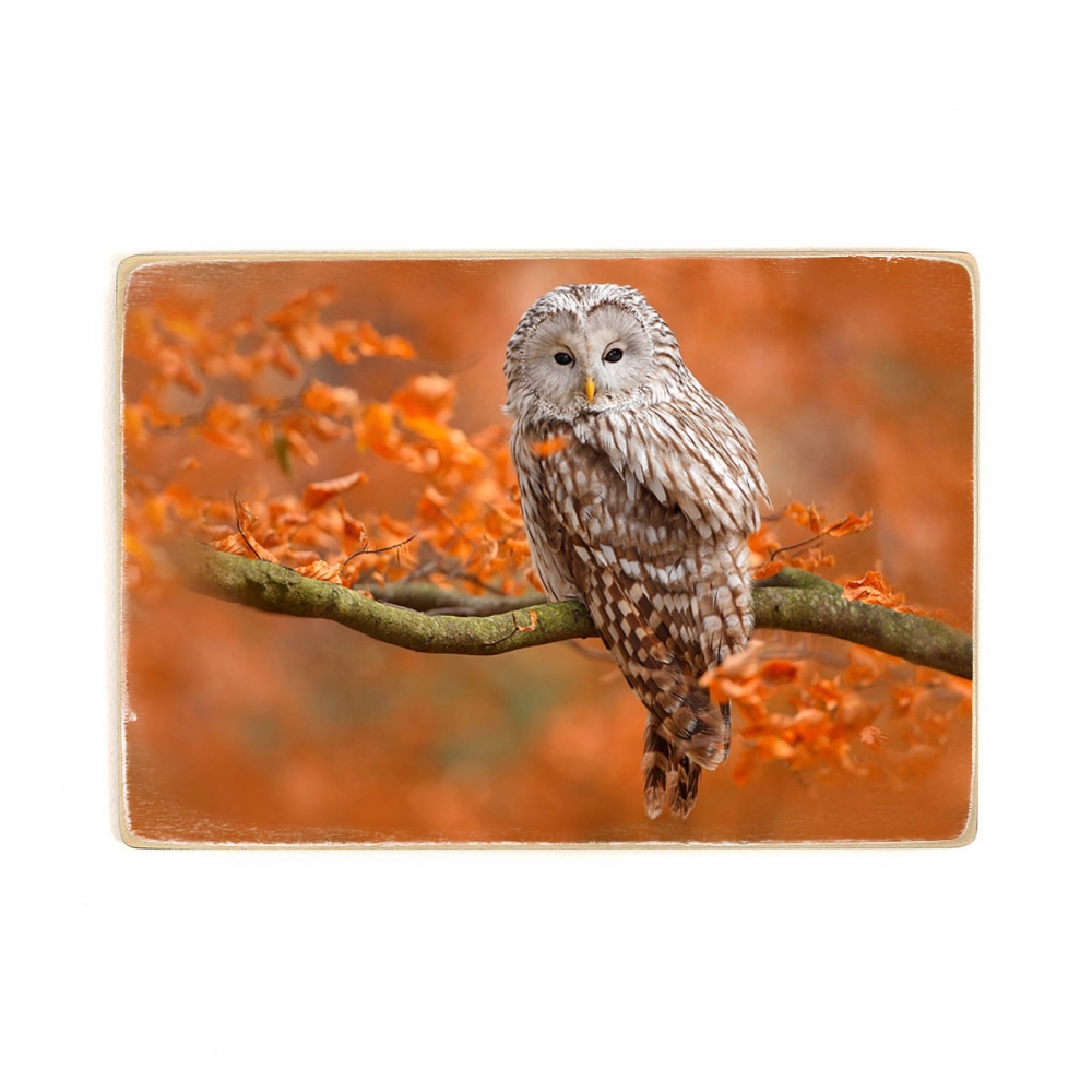 

Деревянный постер Животные Owl Landing In Autumnal Forest А2