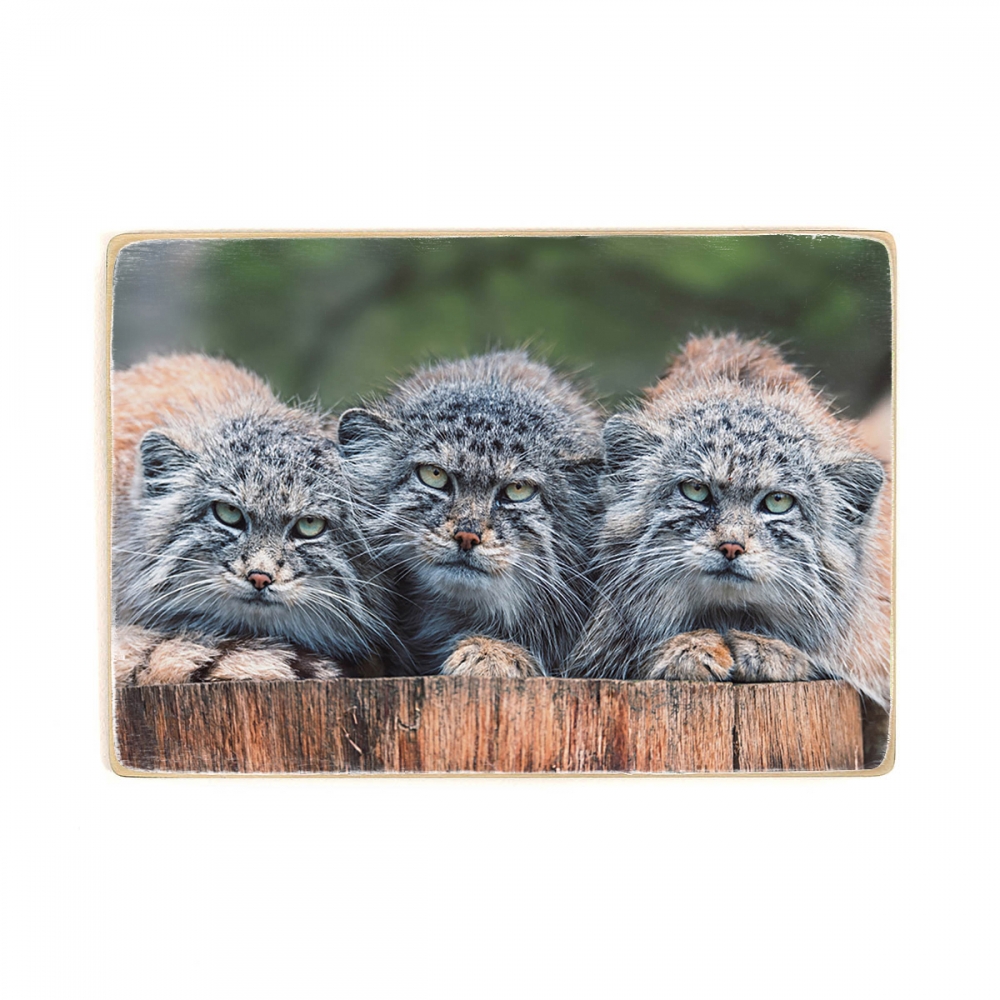 

Деревянный постер Животные Кот Палласа (Otocolobus manul) А1