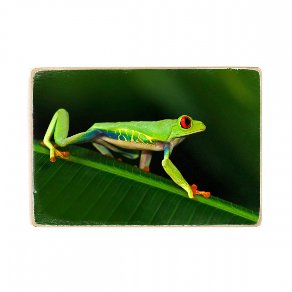 

Деревянный постер Животные Red-Eyed Tree Frog А2
