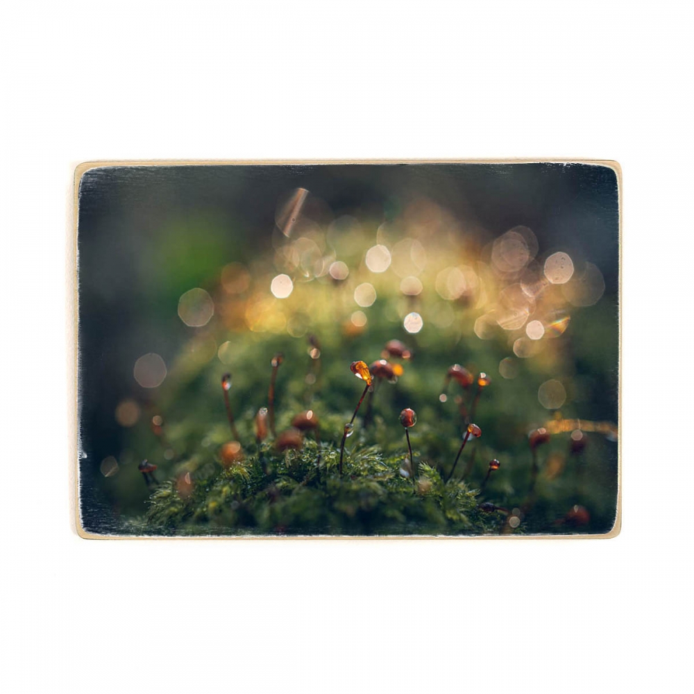 

Деревянный постер Природа утренней природы в солнечном свете восходящего солнца и росы А1