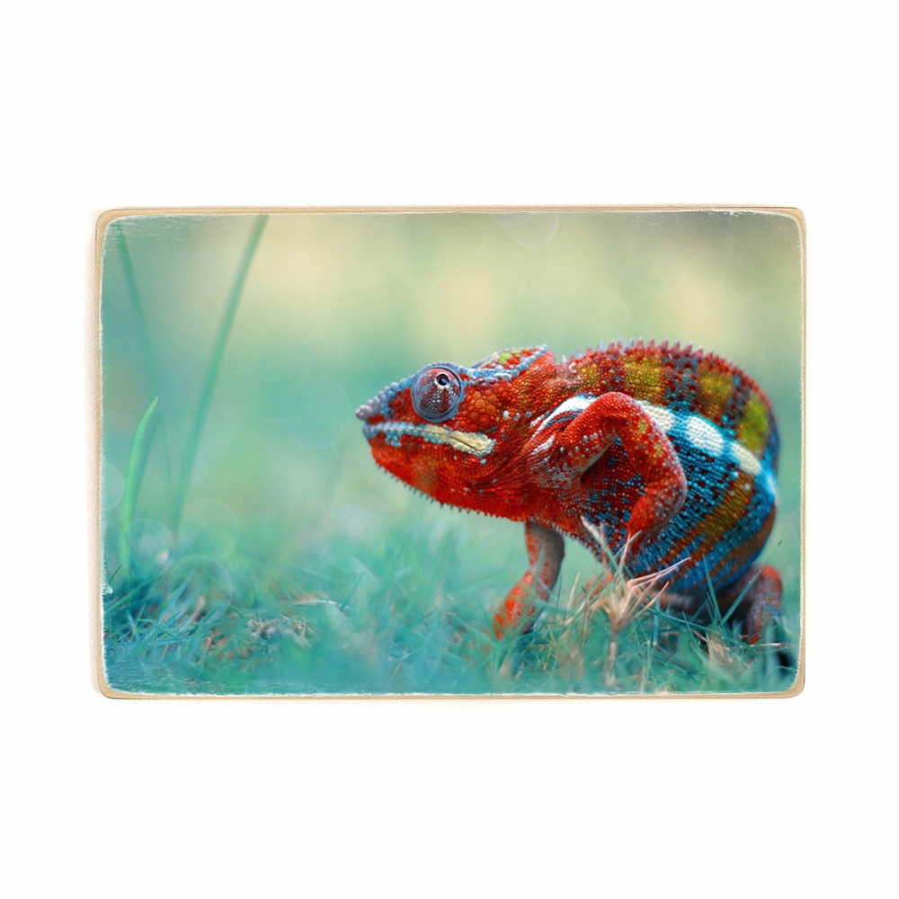 

Деревянный постер Животные Multicolored Chameleon А1