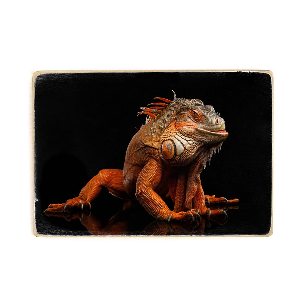 

Деревянный постер Животные Orange Iguana А2