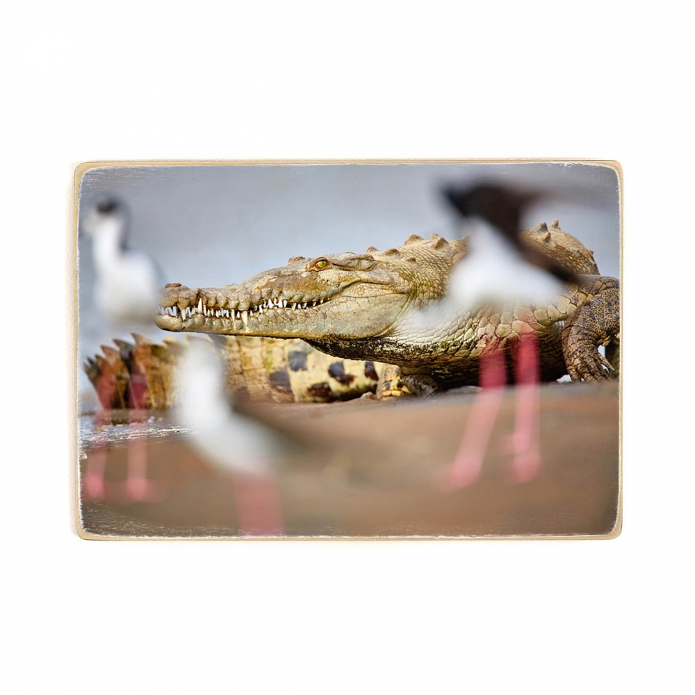 

Деревянный постер Животные American Crocodile А2