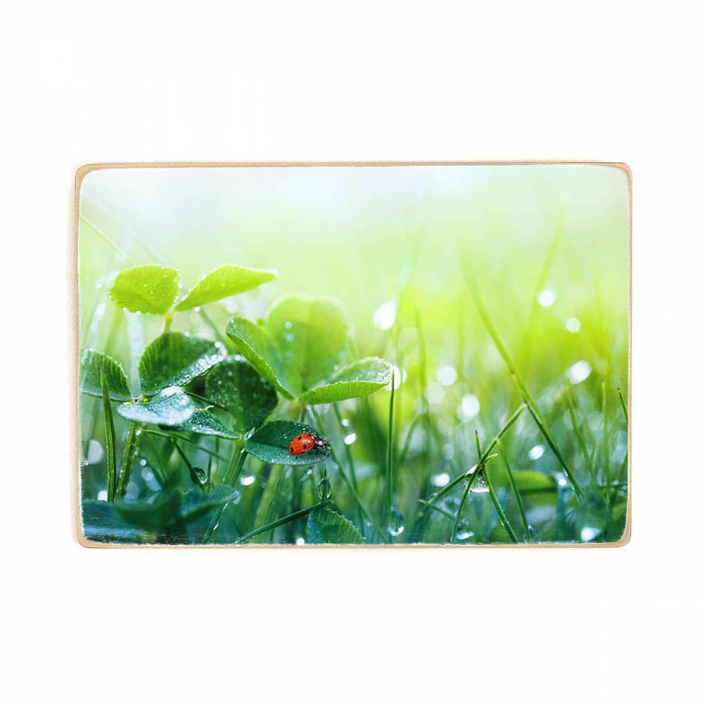 

Деревянный постер Природа Morning Fresh Grass And Ladybug А1
