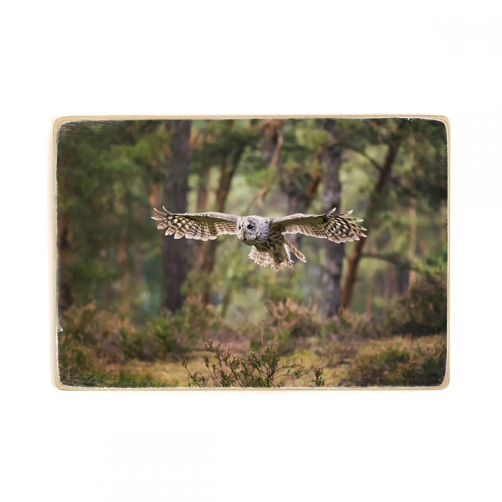 

Деревянный постер Животные Оwl Flying А1
