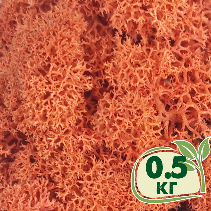 

Стабилизированный мох ягель Nordic moss Сиена 0,5 кг