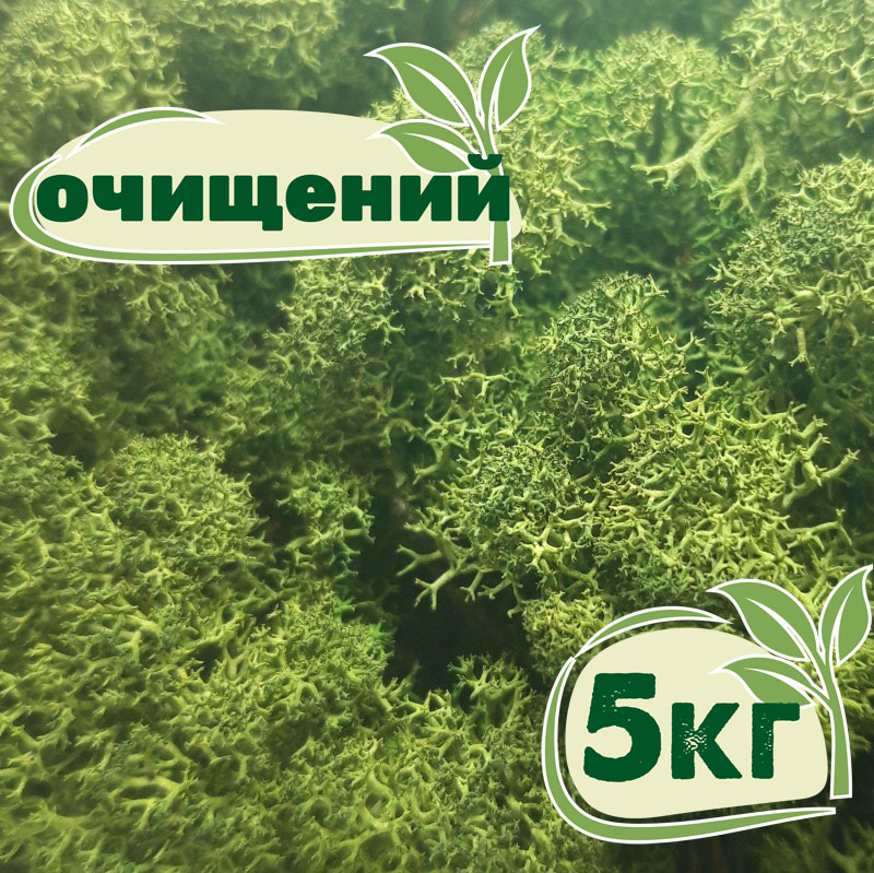 

Очищенный стабилизированный мох ягель Nordic moss Зеленый темный 5 кг