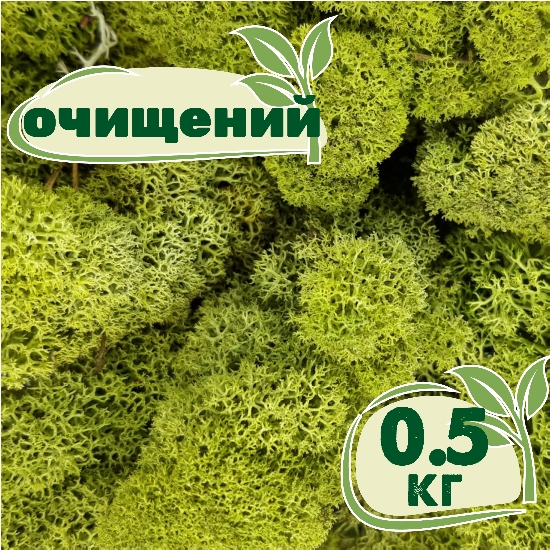 

Очищенный стабилизированный мох ягель Nordic moss Зеленый светлый 0,5 кг