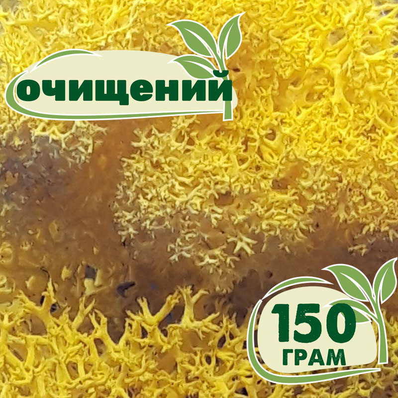 

Очищенный стабилизированный мох ягель Nordic moss Желтый лимонный 150 грамм