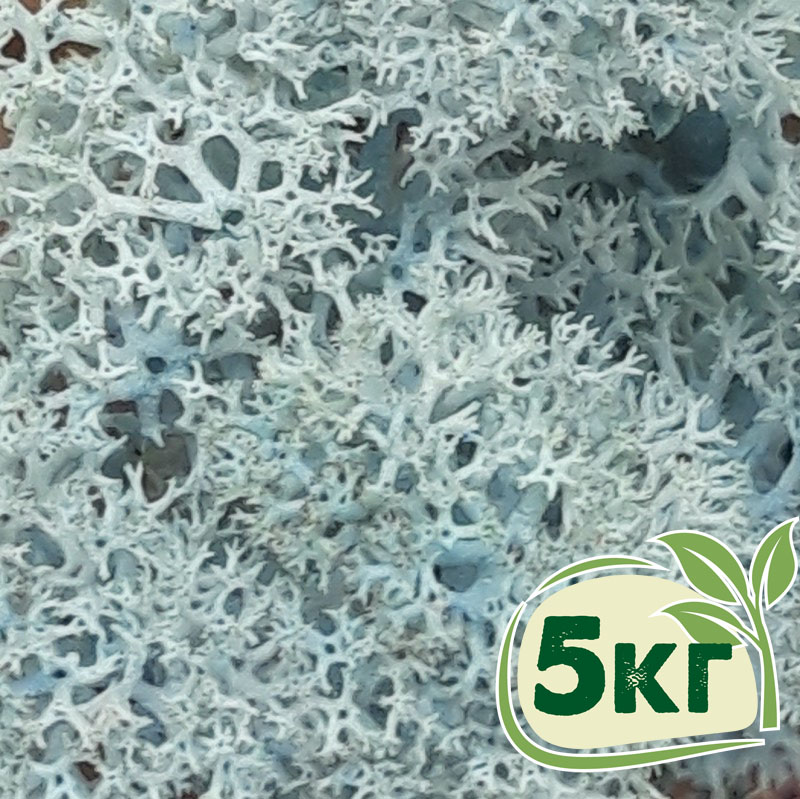 

Стабилизированный мох ягель Nordic moss Ледяной голубой 5 кг