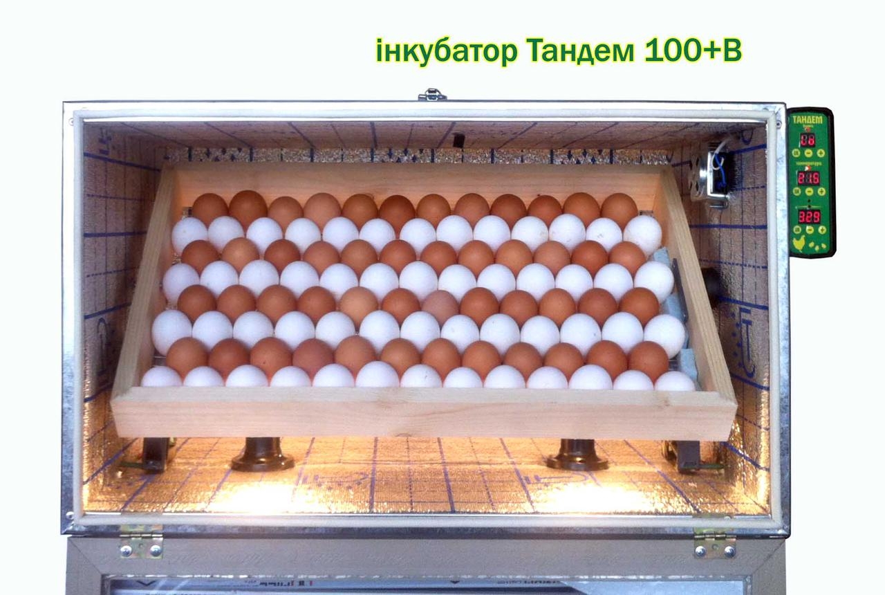 

Инкубатор для яиц автоматический Тандем 100 + Влажность (022)