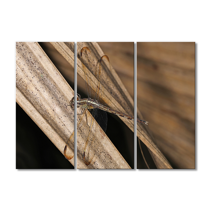 

Модульная картина Artel «Бродяжка рыжая стрекоза» 3 модуля 120x180 см