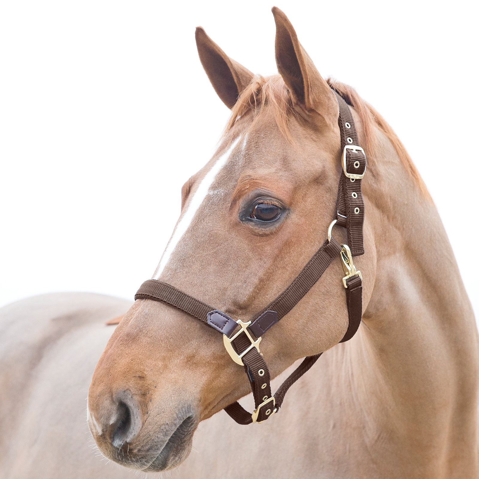 

Недоуздок HORZE Holbrook Cob Коричневый Ho22223